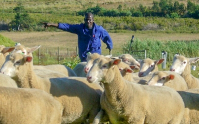 16 Sheep catching